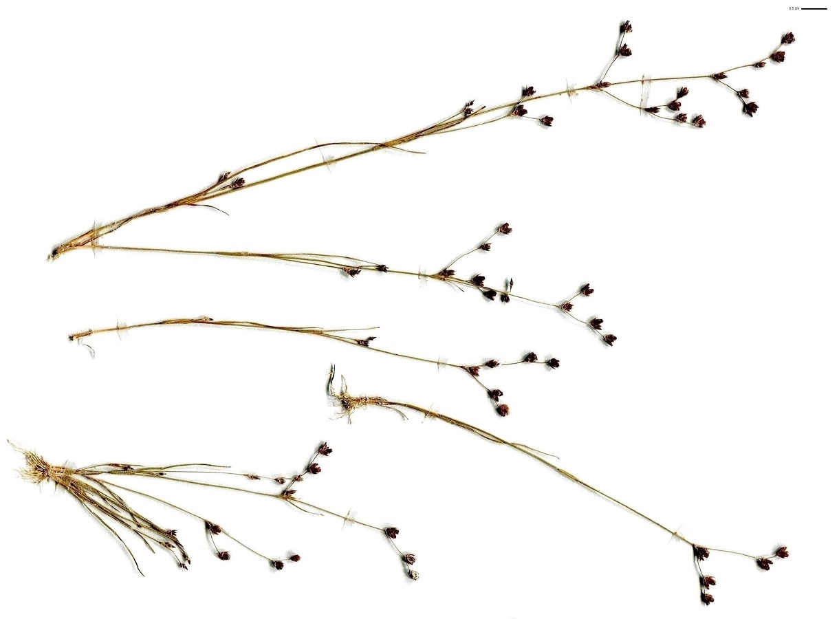 Juncus tenageia (Juncaceae)